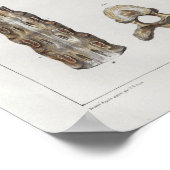 1867 Thoracic Spine  Anatomy Print (Hoek)