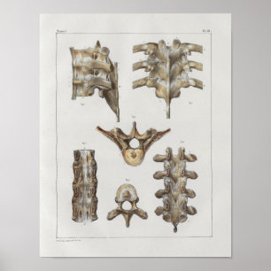1867 Thoracic Spine  Anatomy Print