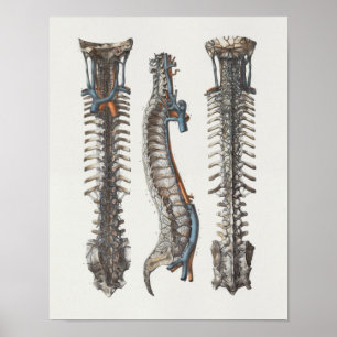 1867 Veins Spine Anatomy Print