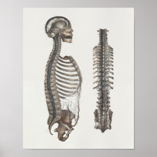 1867 Veins Spine Skull Anatomy Print