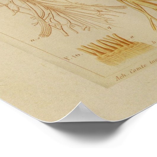 1873 Spier en zenuwen Anatomie Afdrukken Poster (Hoek)