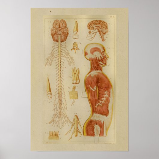1873 Spier en zenuwen Anatomie Afdrukken Poster (Voorkant)