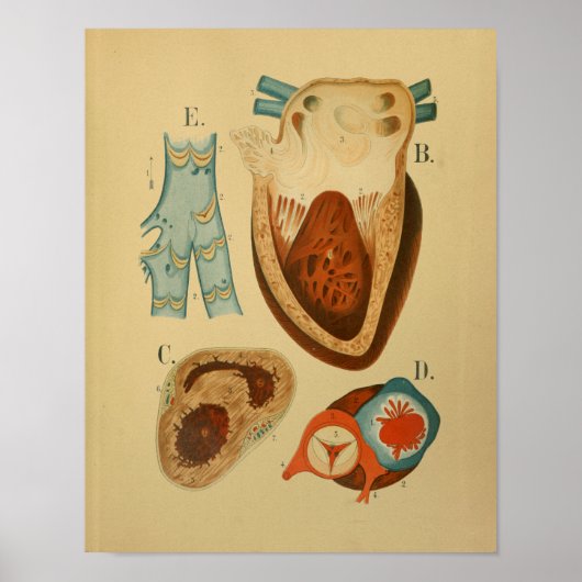 1879  anatomie Afdrukken Menselijk hart Intern Poster (Voorkant)