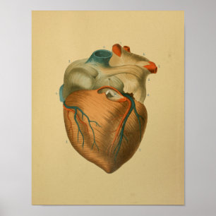 1879  anatomie Afdrukken Menselijk hart Poster