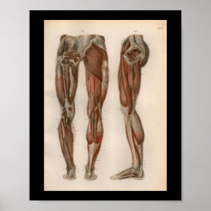 1879  Bock Anatomie Afdrukpoetspieren Poster