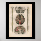 1879  Bock Anatomy Print Brain Spine (Voorkant)