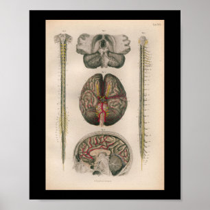 1879  Bock Anatomy Print Brain Spine