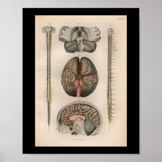 1879  Bock Anatomy Print Brain Spine (Voorkant)