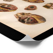 1879  Bock Anatomy Print Heart Muscles (Hoek)