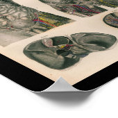 1879 Bock Anatomy Print Internal Organs (Hoek)