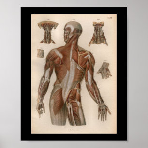 1879  Bock Anatomy Print Muscles