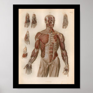 1879  Bock Anatomy Print Muscles