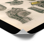 1879 Bock Anatomy Print Nose Throat (Hoek)