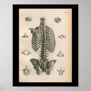 1879  Bock Anatomy Print Skeleton