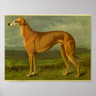 1881  Greyhoundafdrukken Poster