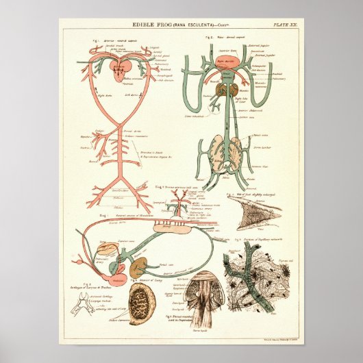  1881 Kikkerbiologie Anatomie Print (Voorkant)
