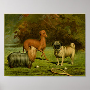 1881  Terrier and Pug Print
