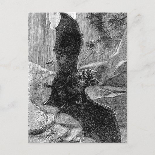 1885 Vampire Bat Illustratie Briefkaart (Voorkant)