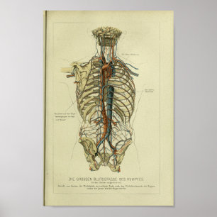 1886  anatomie van de menselijke arterie poster