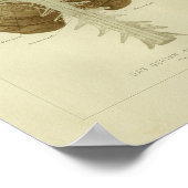 1886  humane hersenanatomie afdrukken poster (Hoek)