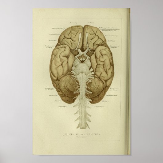 1886  humane hersenanatomie afdrukken poster (Voorkant)