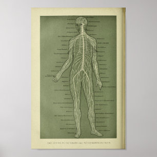 1886  menselijke zenuwen Anatomie Afdrukken Poster