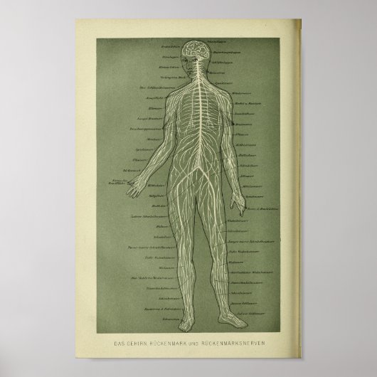 1886  menselijke zenuwen Anatomie Afdrukken Poster (Voorkant)