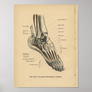  1888: Anatomy Print Ankle Foot