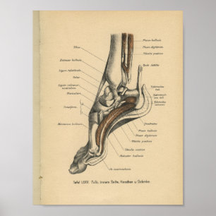  1888: Anatomy Print Ankle Foot
