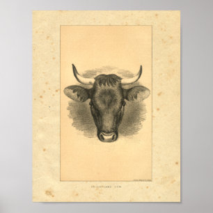  1888 Bull Print