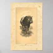 1888 Bull Print (Voorkant)