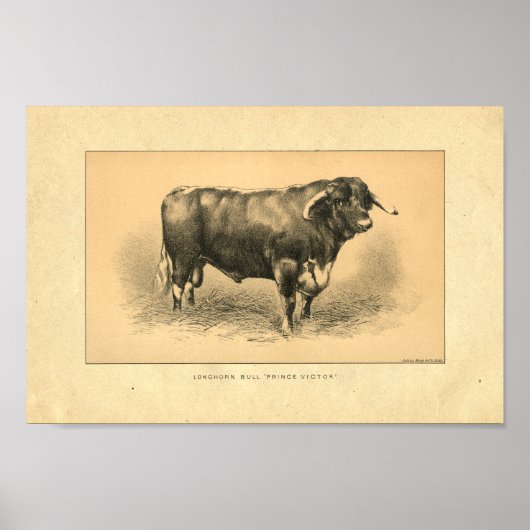 1888 Bull Print (Voorkant)