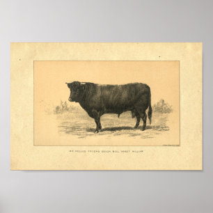 1888 Bull Print