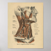 1888 Duits Anatomy Print Face and Neck (Voorkant)