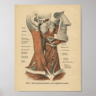  1888 Duits Anatomy Print Face and Neck