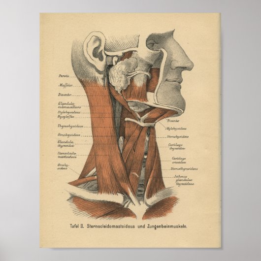 1888 Duits Anatomy Print Face and Neck (Voorkant)