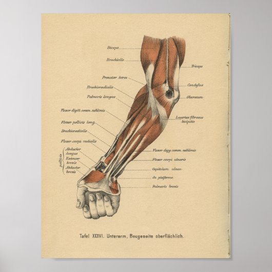  1888 Duits Anatomy Print Forearm (Voorkant)
