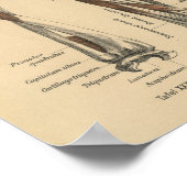  1888 Duits Anatomy Print Forearm (Hoek)