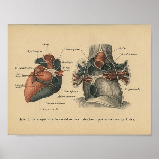  1888 Duits Anatomy Print Heart (Voorkant)