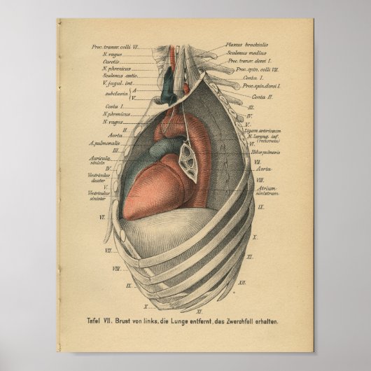  1888 Duits Anatomy Print Heart (Voorkant)