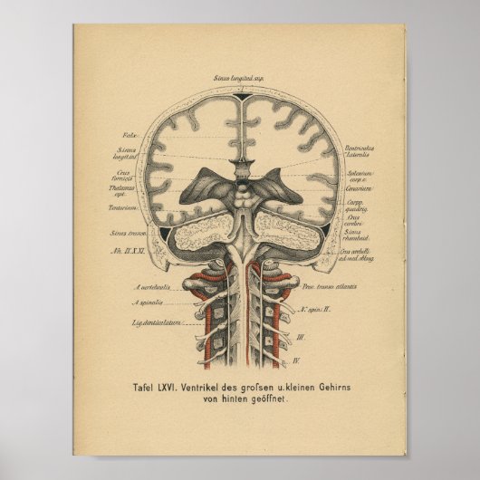 1888 Duits Anatomy Print Skull Brain (Voorkant)