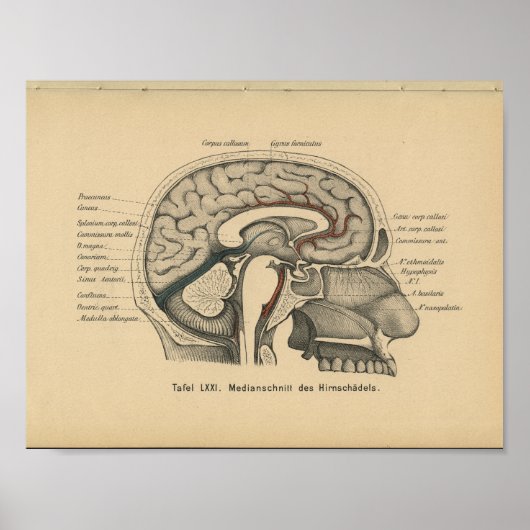  1888 Duits Anatomy Print Skull Brain (Voorkant)