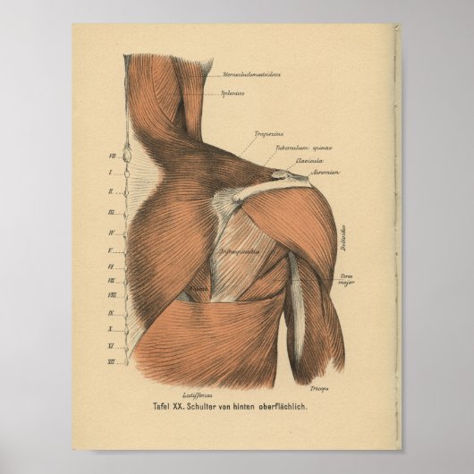  1888 Duitse anatomie Afdrukschouderspieren Poster (Voorkant)