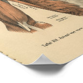  1888 Duitse anatomie Afdrukschouderspieren Poster (Hoek)