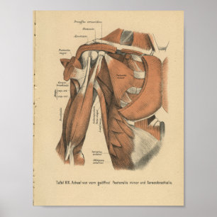 1888 Duitse anatomie Afdrukschouderspieren Poster
