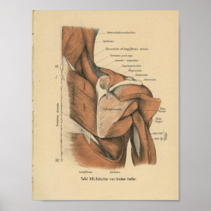  1888 Duitse anatomie Afdrukschouderspieren Poster