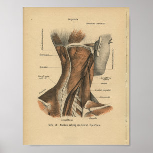  1888 Duitse anatomie drukhalsspieren Poster