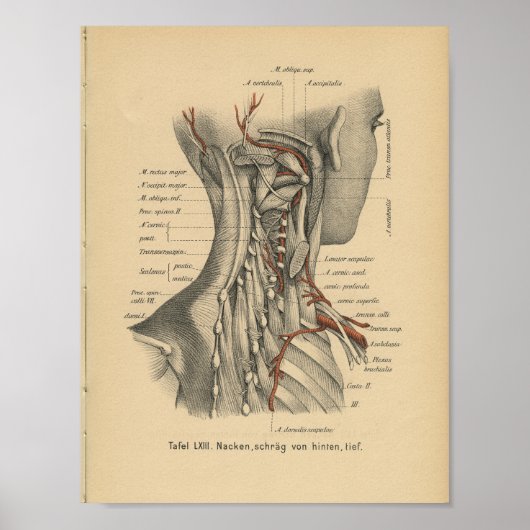  1888 Duitse anatomie drukhalsspieren Poster (Voorkant)