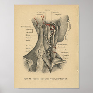 1888 Duitse anatomie drukhalsspieren Poster