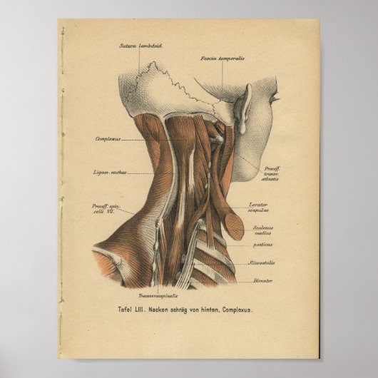  1888 Duitse anatomie drukhalsspieren Poster (Voorkant)